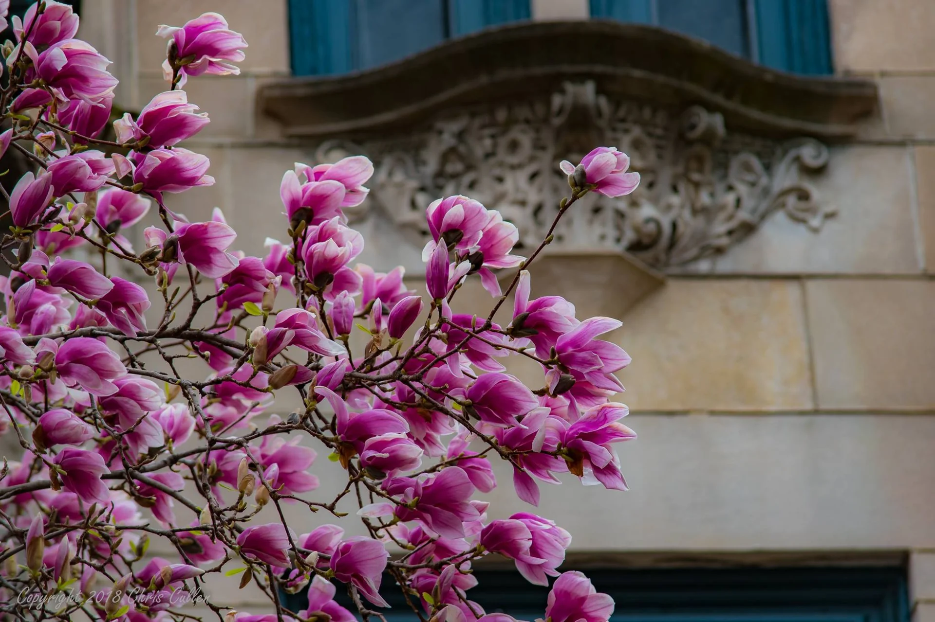 Springtime in Chicago